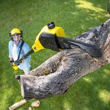 How Our Tree Care Process Works  in  Stanaford, WV