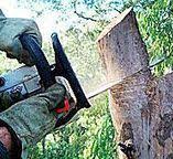 Best Tree Preservation Services  in Stanaford, WV