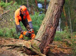 Best Root Management and Removal  in Stanaford, WV