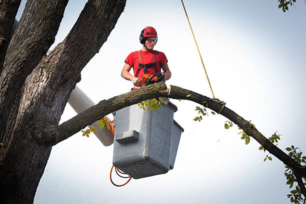 Best Tree Cabling and Bracing  in Stanaford, WV